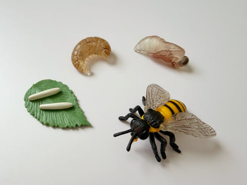 Bee Life Cycle Mini Sensory Bin